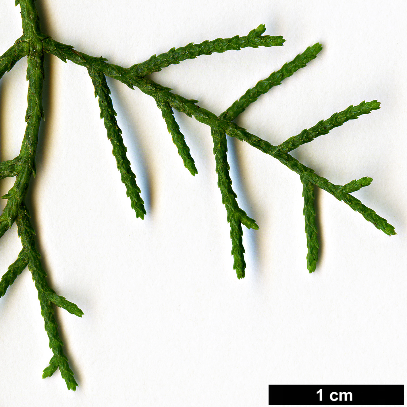 High resolution image: Family: Cupressaceae - Genus: Cupressus - Taxon: dupreziana - SpeciesSub: var. atlantica